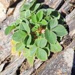 Potentilla micranthaLeaf