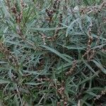 Amaranthus muricatus পাতা