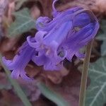 Hyacinthoides non-scripta 花