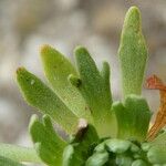Saxifraga exarata Hoja
