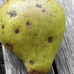 Pyrus communis Frukto