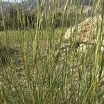 Elymus farctus Other