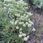 Eriogonum heracleoides Flower