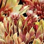 Sempervivum montanum Hoja