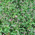 Polygonum persicariaКвітка