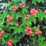 Cornus suecica Vrucht