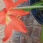 Hippeastrum puniceum Övriga