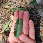 Eryngium tricuspidatum Blad