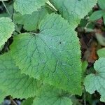 Lunaria rediviva Leaf