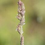 Aeluropus littoralis Fleur