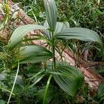 Veratrum album Habitus