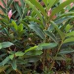 Alpinia purpurata Συνήθη χαρακτηριστικά