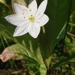 Lysimachia europaea Blomma