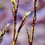 Carex digitata Blüte