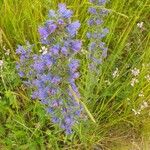 Echium vulgareFlower