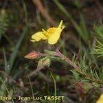 Fumana juniperina Flower