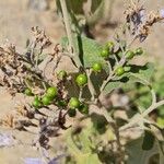 Solanum lanceolatum Fruto