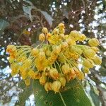 Byrsonima spicata Flors