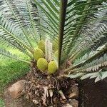 Encephalartos tegulaneus 整株植物