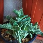 Faucaria tigrina Blad