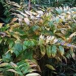 Polygonatum biflorum Habit