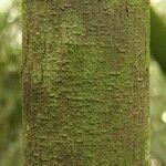 Pachira dolichocalyx Bark