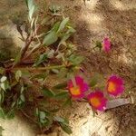 Portulaca grandifloraVirág