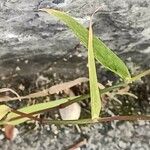 Polypogon viridis Blatt