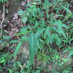 Microstegium vimineum Leaf