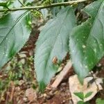 Erythrococca bongensis Leaf