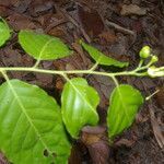 Morisonia amplissima Leaf