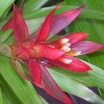 Guzmania lingulata Flower