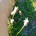 Plantago argenteaFloare