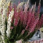 Calluna vulgarisFlor