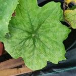 Podophyllum cv. 'Kaleidoscope' Blad