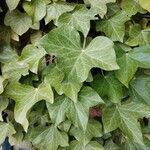 Hedera helix葉