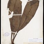 Elaphoglossum luridum Leaf