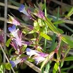 Collinsia parviflora Blomma