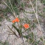 Striga asiatica Flower