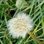 Taraxacum dissectum Плод