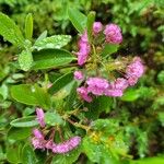 Kalmia angustifoliaFloare