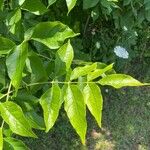 Fraxinus profunda Blad