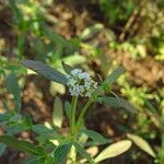 Spermacoce verticillata फूल