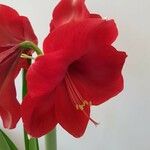 Hippeastrum reginaeLorea