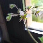 Pelargonium tomentosum Blomma