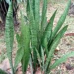 Sansevieria zeylanica Liść