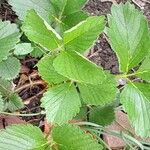 Fragaria × ananassa Feuille