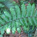 Cyathea arborea Hoja