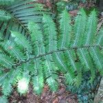 Cyathea arborea Leaf