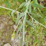 Chardinia orientalis Corteza
